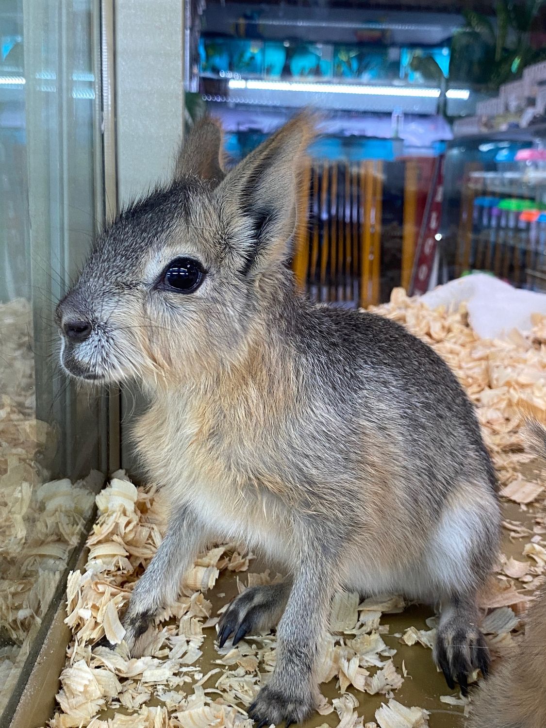 Patagonian Cavies, ready now!