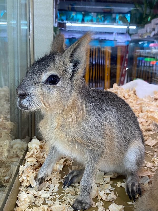 Patagonian Cavies, ready now!