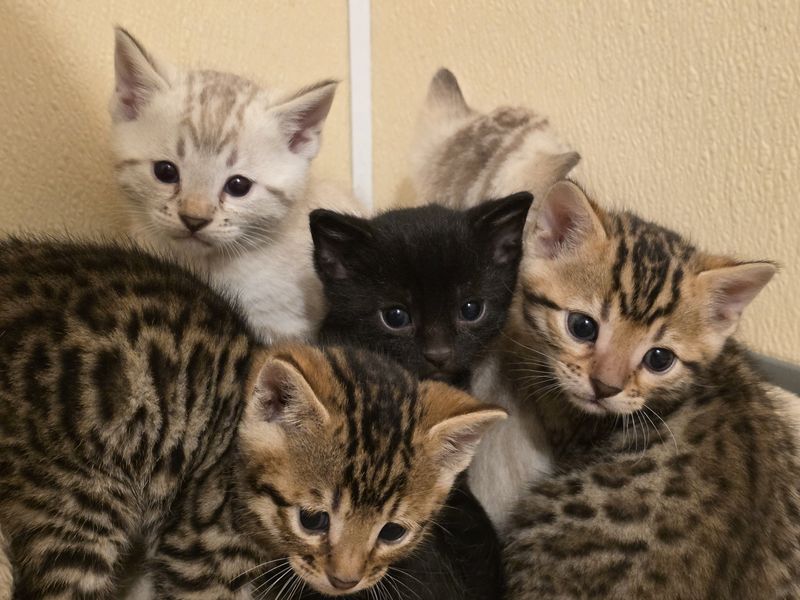 Bengal  /  Asian Leopard Hybrid