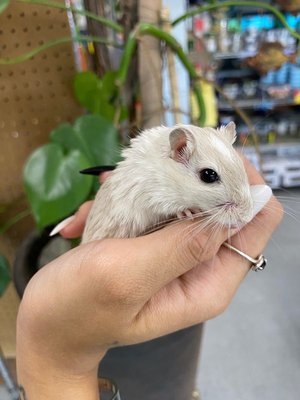 Fancy Gerbils