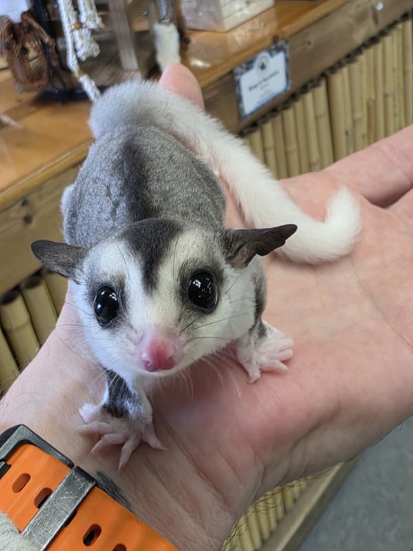 WFB, Mosaic, female, Sugar Glider!