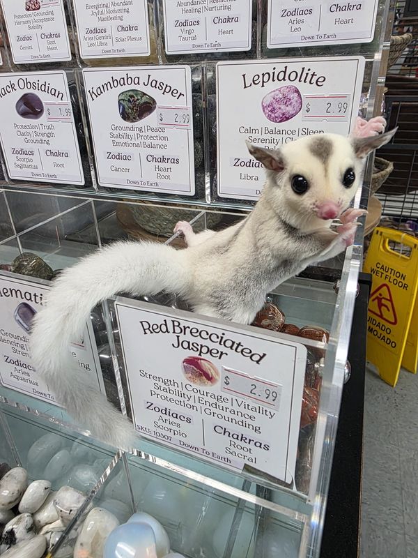 WFB, High-White Mosaic, female, Sugar Glider!