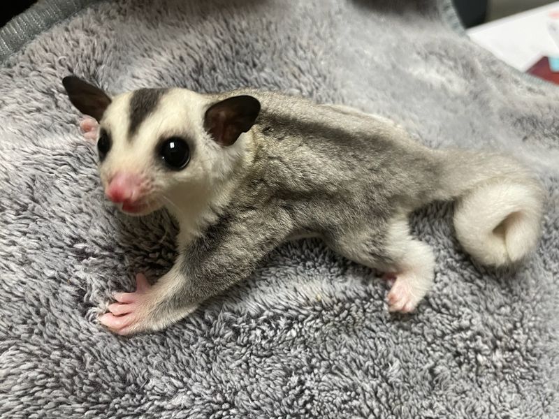WFB, Mosaic female, Sugar Glider!