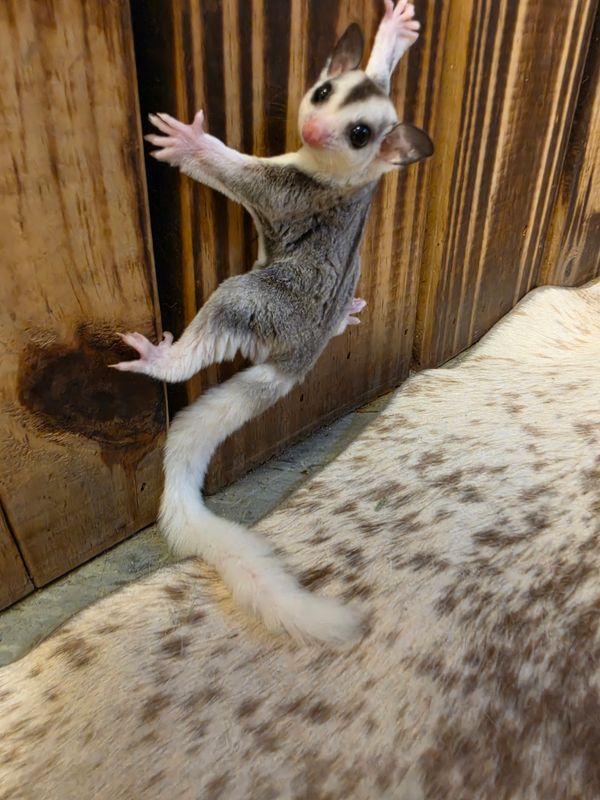 WFB, Mosaic, male, #2, Sugar Glider!