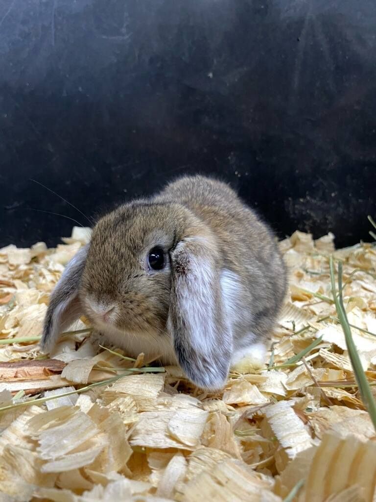 Lop Ear, bunnies!