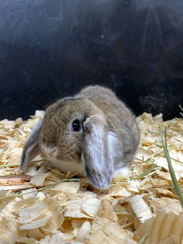 Lop Ear, bunnies!