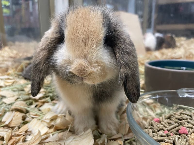 Lop Ear and Mini Rex, bunnies!