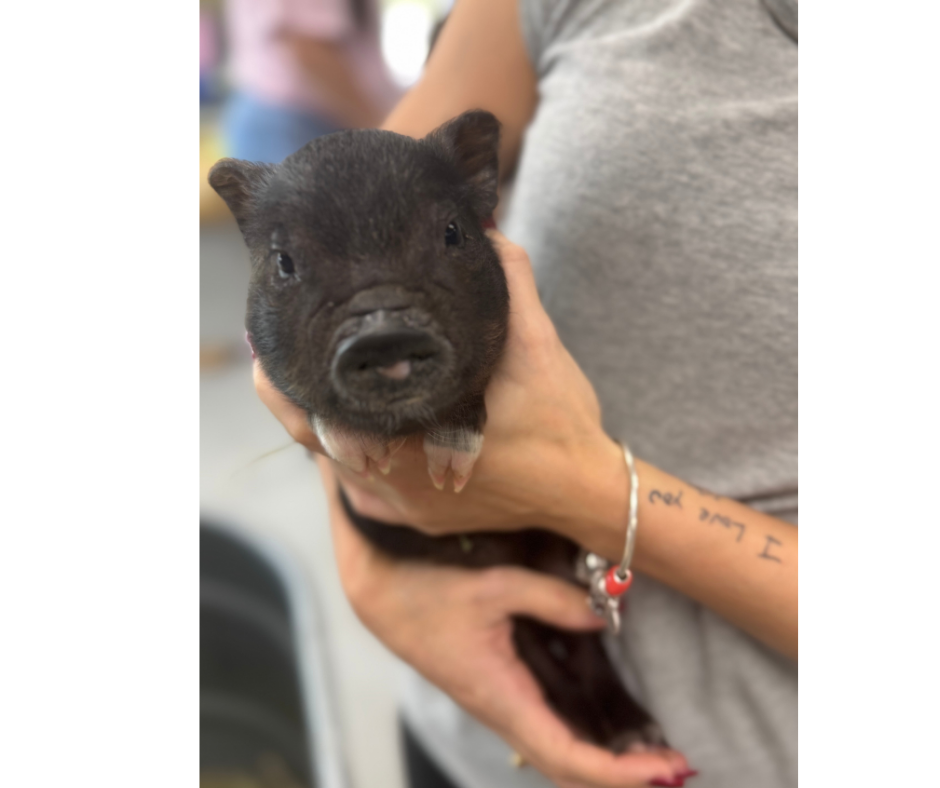 Juliana Mini Pigs, ready now!