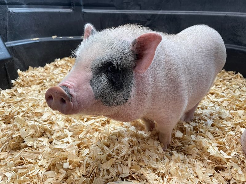 Juliana Mini Pigs, ready now!  Slightly older, highly reduced!