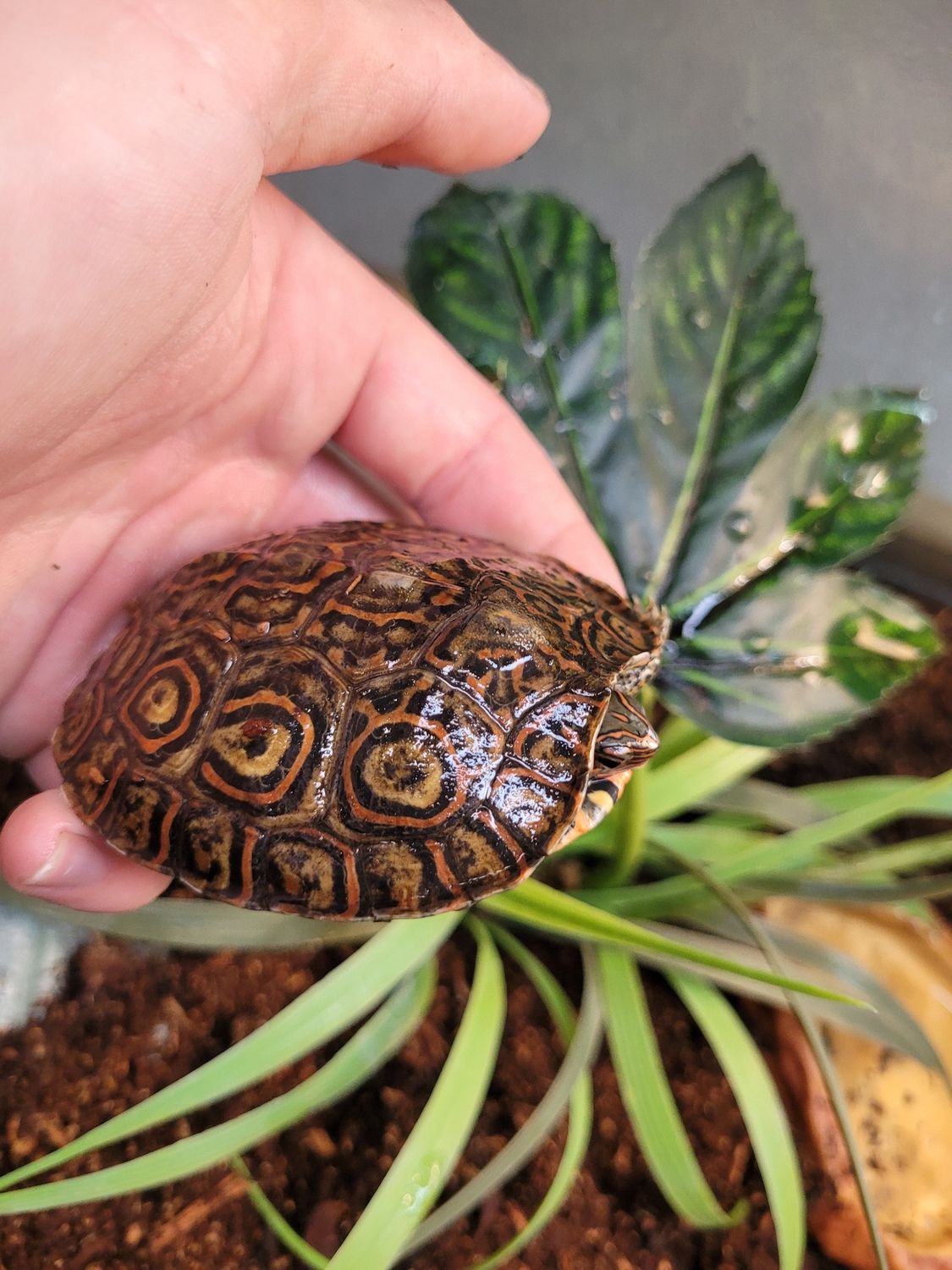 Ornate Wood Turtles
