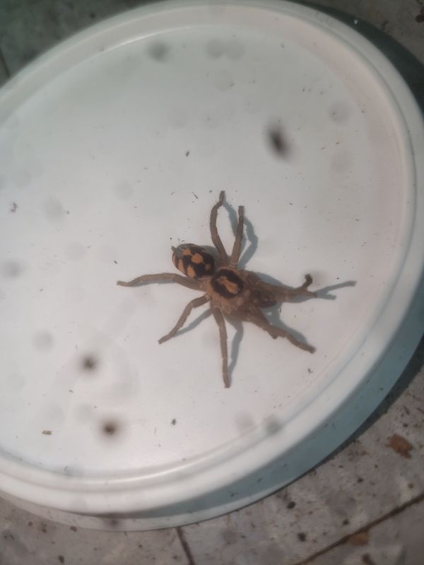 Pumpkin Patch Tarantula