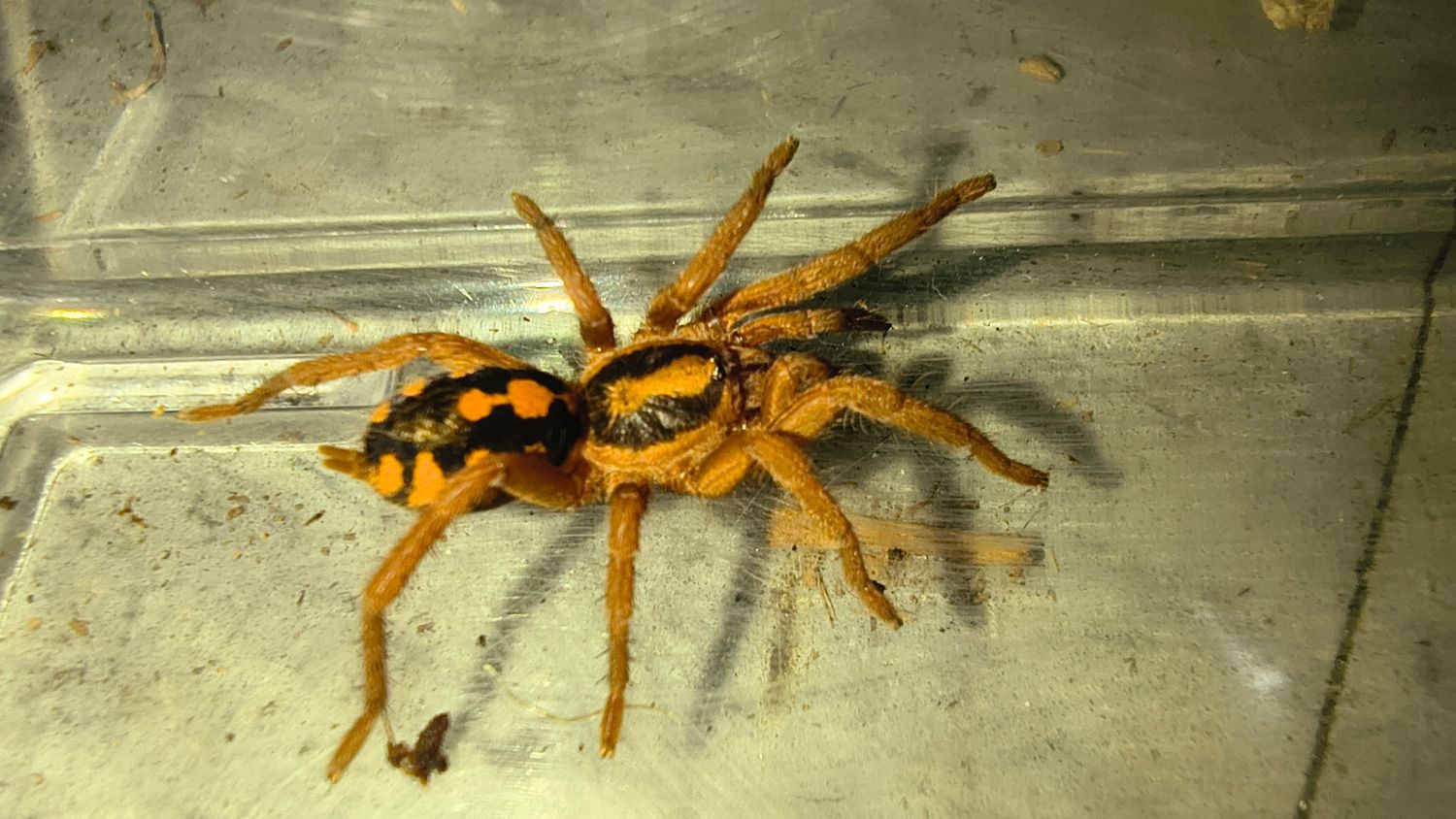 Pumpkin Patch Tarantula