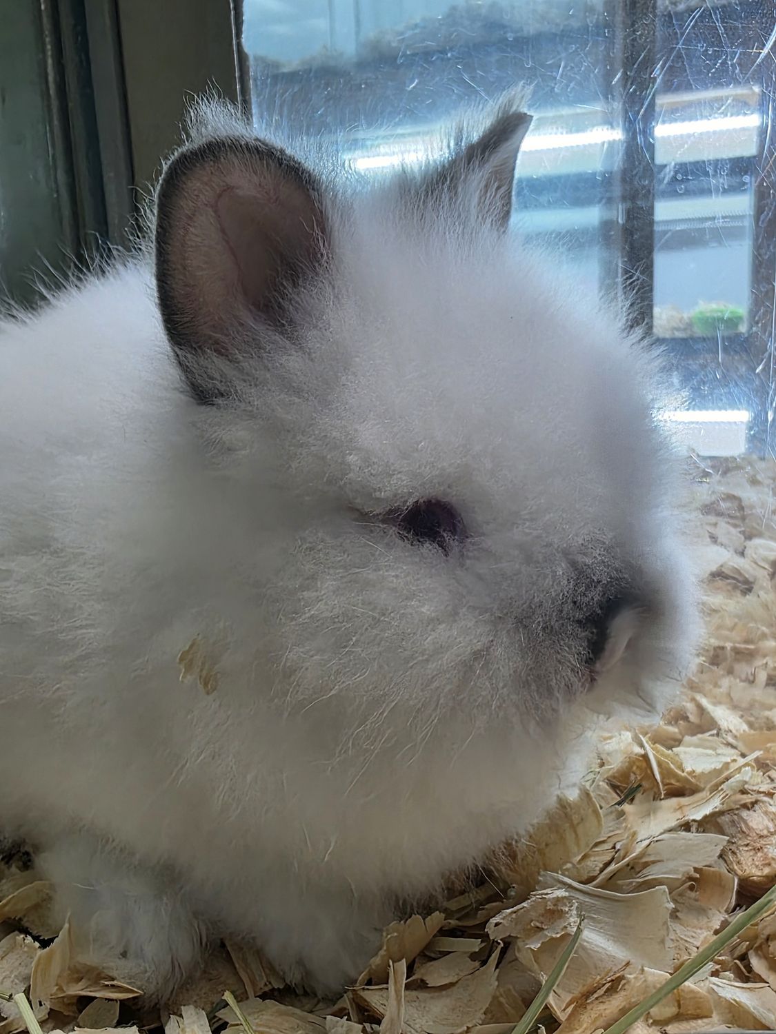 Bunnies, assorted hybrids