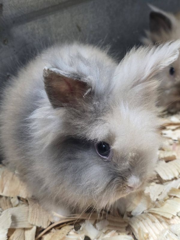 Bunnies, Lion Heads
