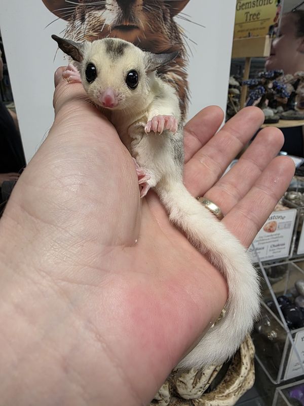 WFB, Mosaic #1, Sugar Glider, female