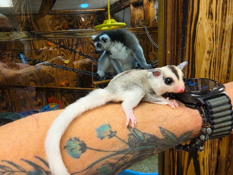 WFB, High-White Mosaic, Sugar Glider, female