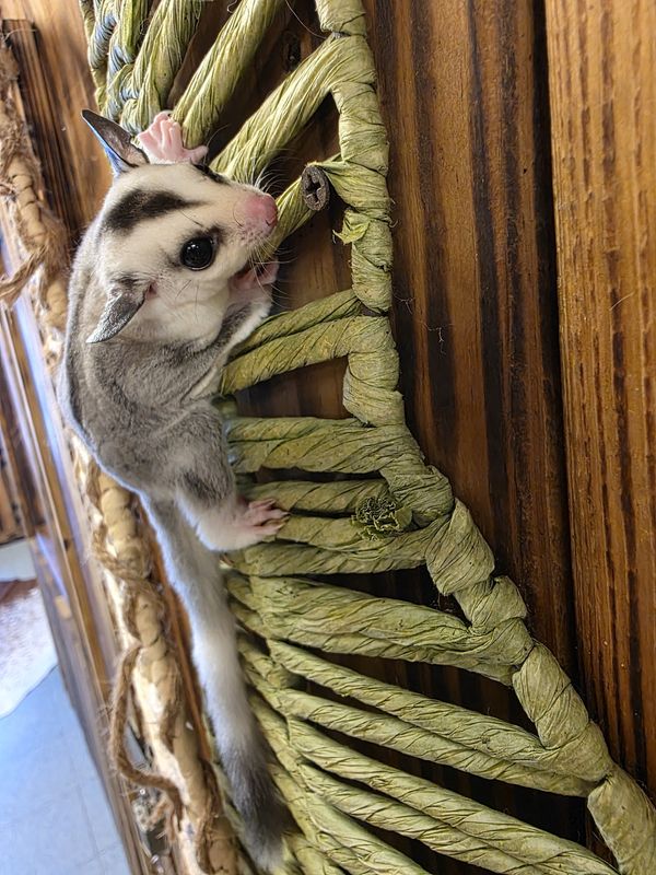 WFB, ring-tail, male, Sugar Glider