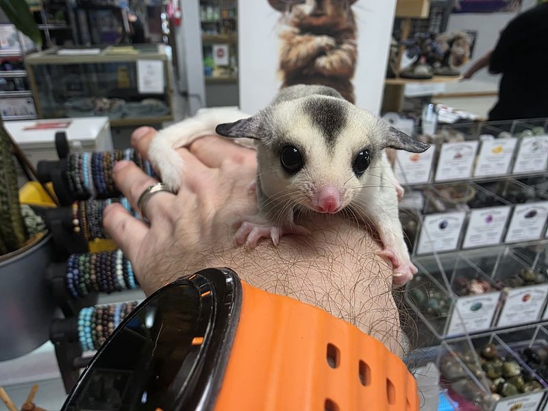 WFB, Mosaic, female #2, Sugar Glider