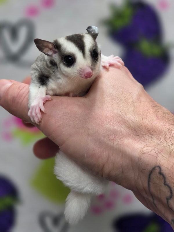 Snow White, Pied, Mosaic, male, Sugar Glider