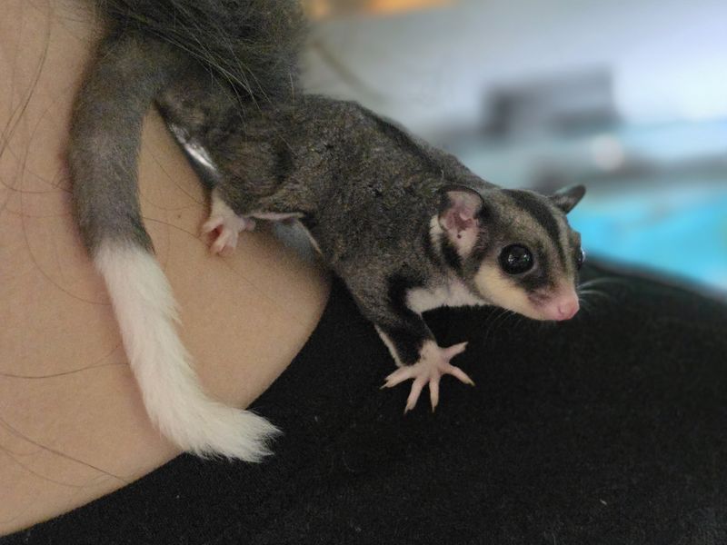 Black Beauty, White Tail, male, Sugar Glider