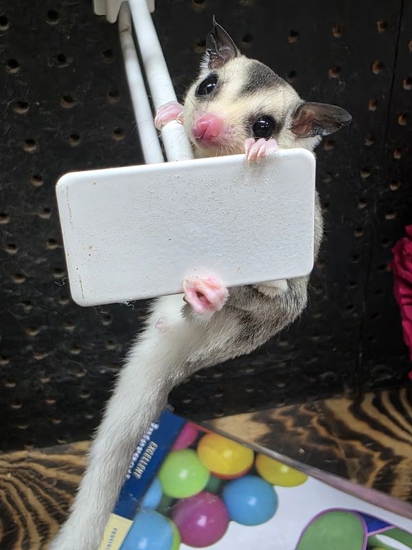 WFB, White-tip, female, Sugar Glider!