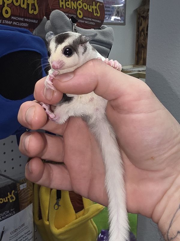 WFB, Mosaic, w/Heart on head, male, Sugar Glider