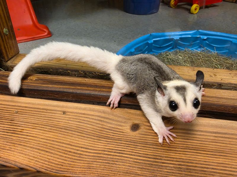 WFB, Mosaic, male, Sugar Glider