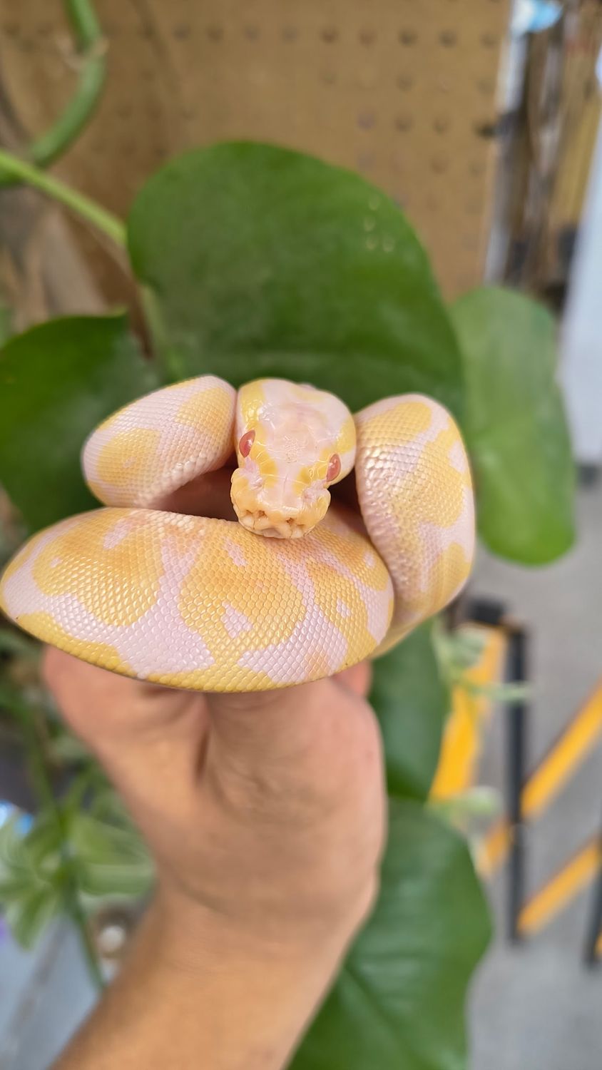 Albino,  Ball Python
