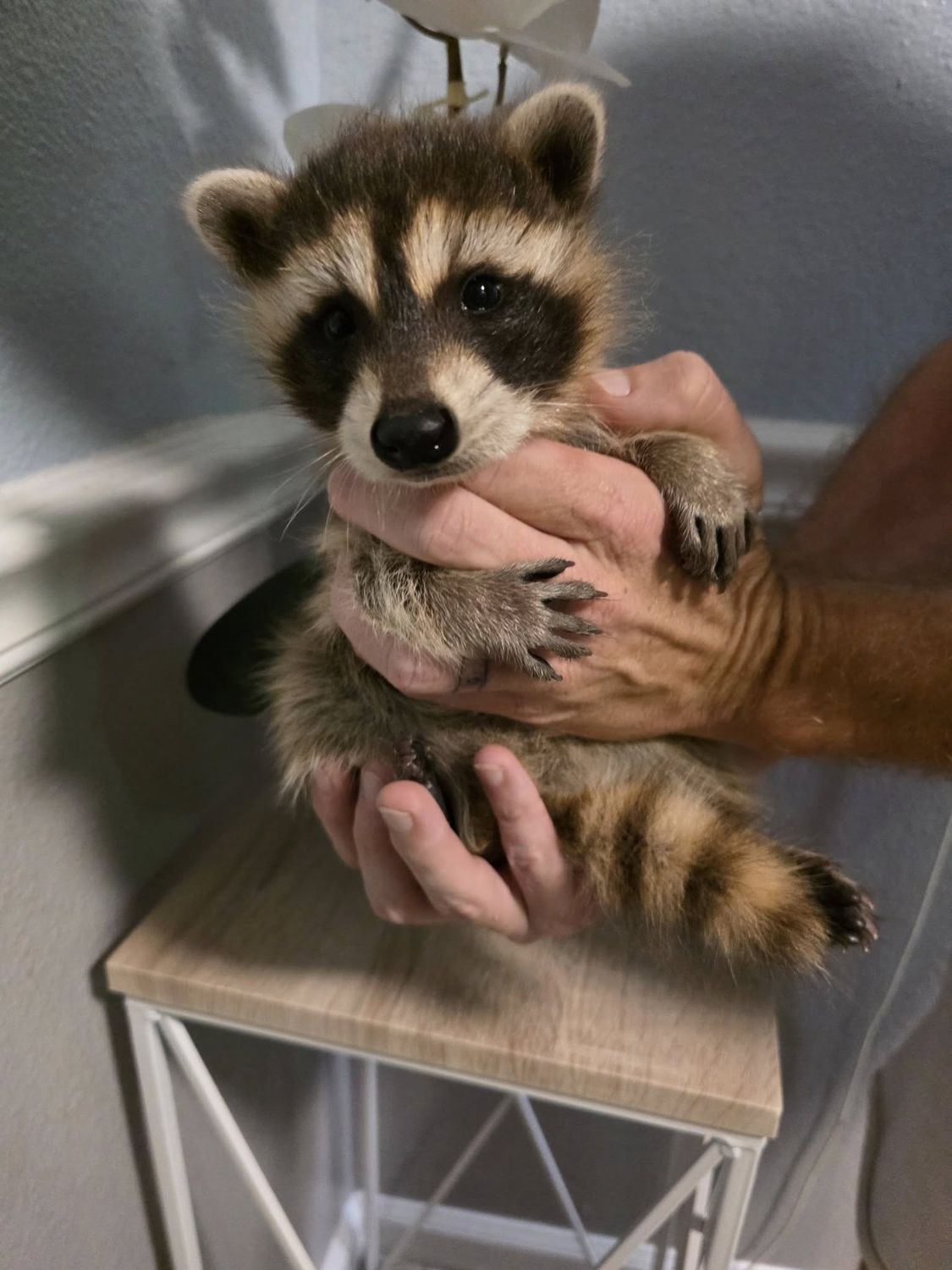 old. don't use this sku, Choose: Gray raccoon