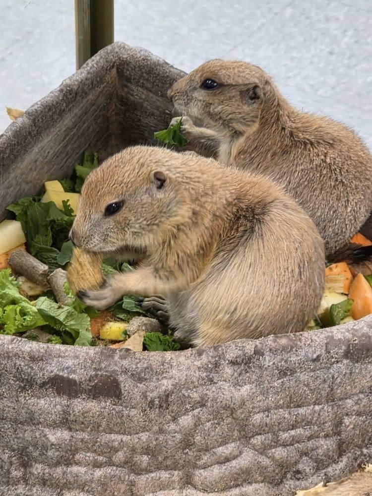 Prairie Dogs, 2026, half down reservations.