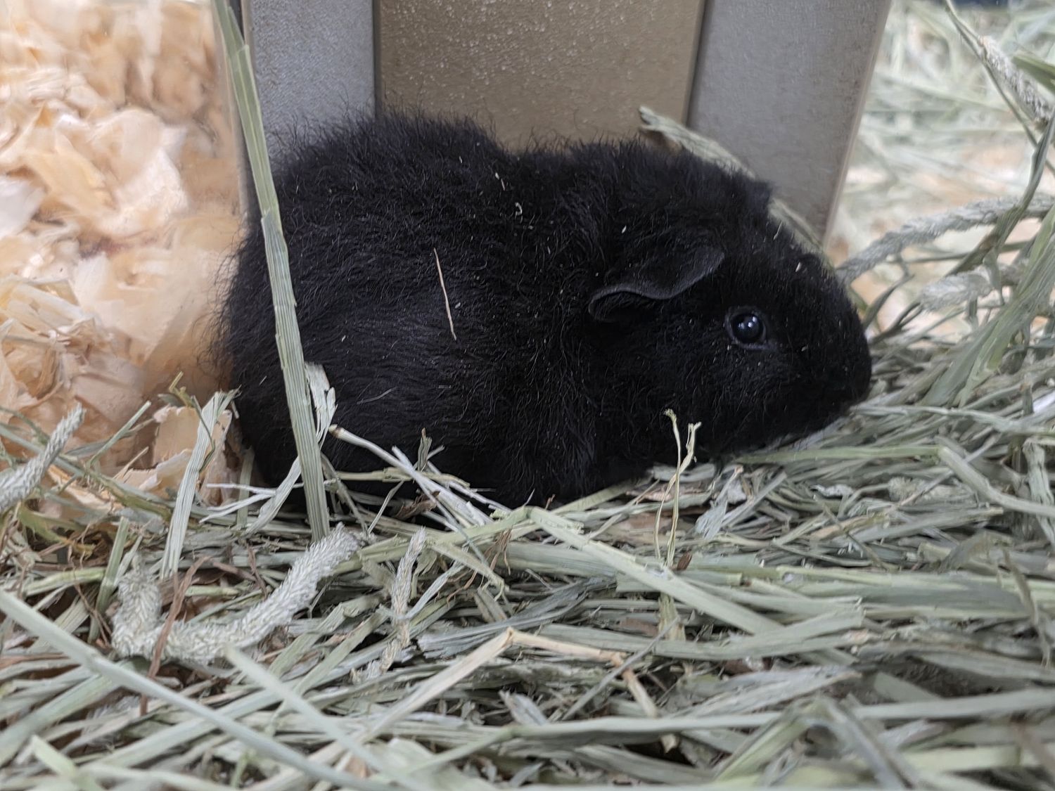 Teddy Bear Guinea Pig