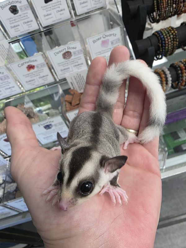 WFB, Ring-Tail, Mosaic, female, Sugar Glider