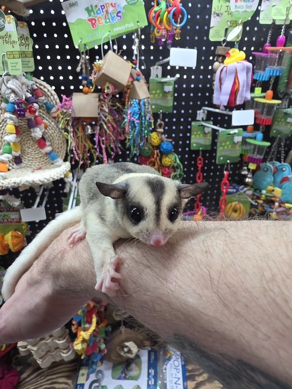 WFB, Mosaic, male, Sugar Glider