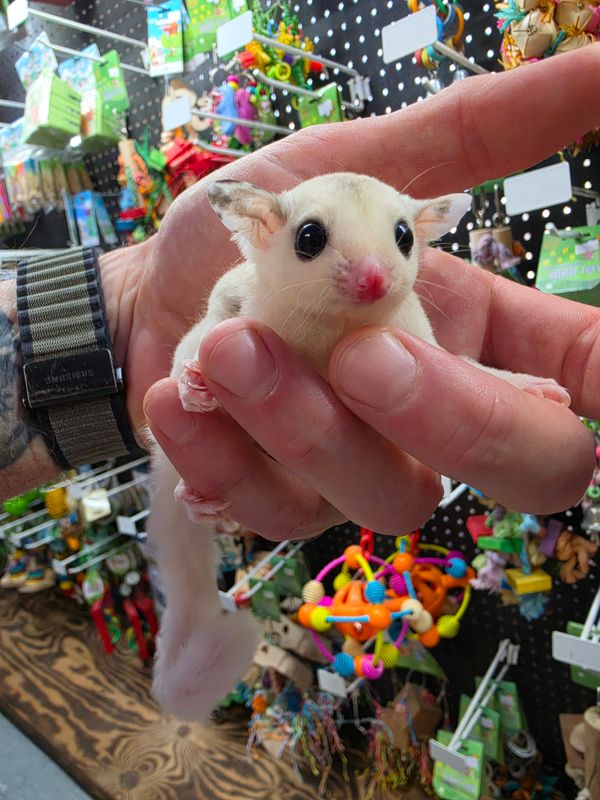 WFB, high-White Mosaic, female, Sugar Glider