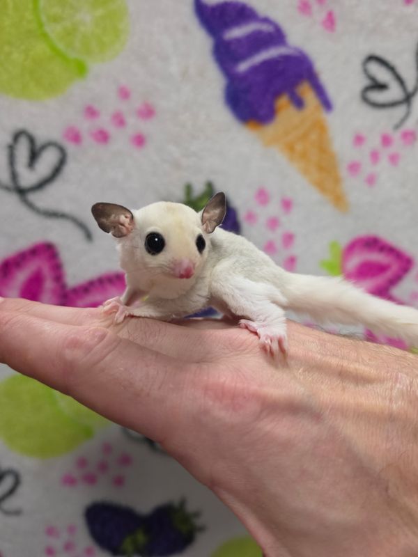Mostly White, Mosaic, male, Sugar Glider
