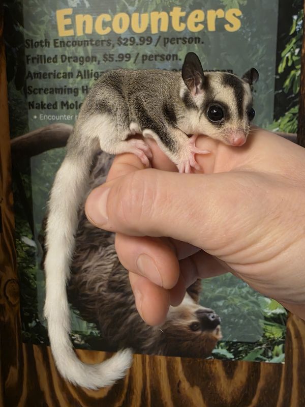 WFB, Mosaic, female, Sugar Glider #2