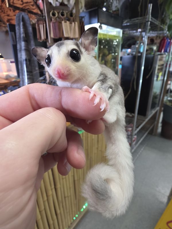 WFB, Pied, Mosaic, Sugar Glider, female!