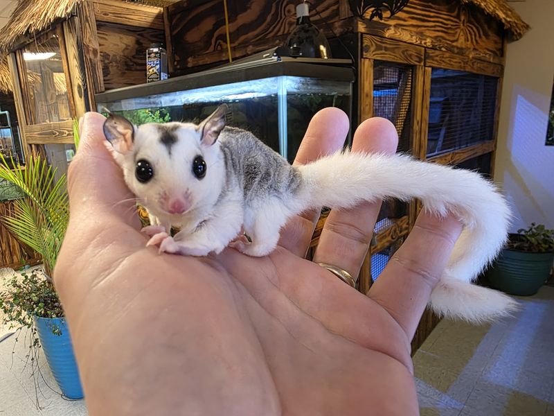 WFB, mosaic, male, Sugar Glider!