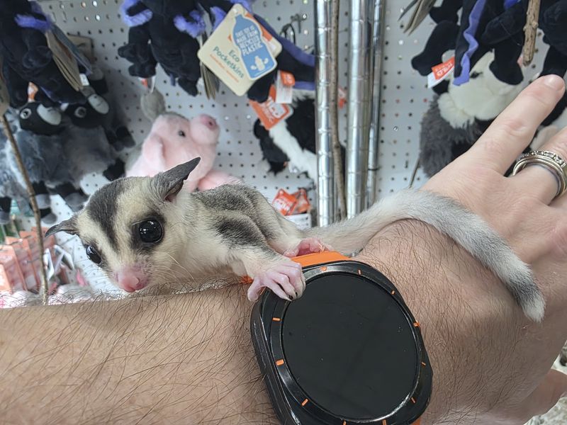 WFB, ringtail, male, Sugar Glider!