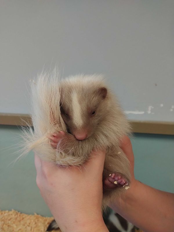 Baby Skunks