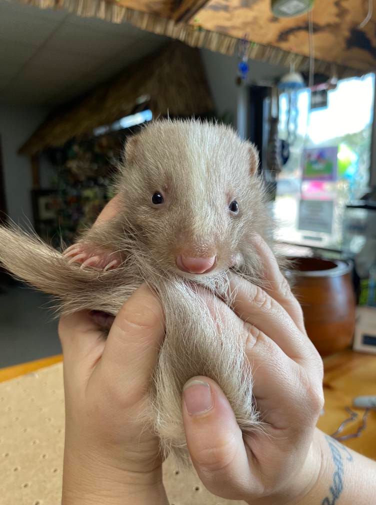 Baby Skunks, set two. (younger), Choose: Smoke/Lavender, male!