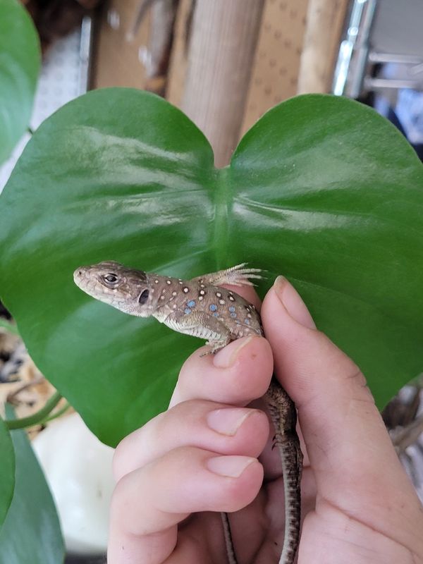 Jeweled Lacerta