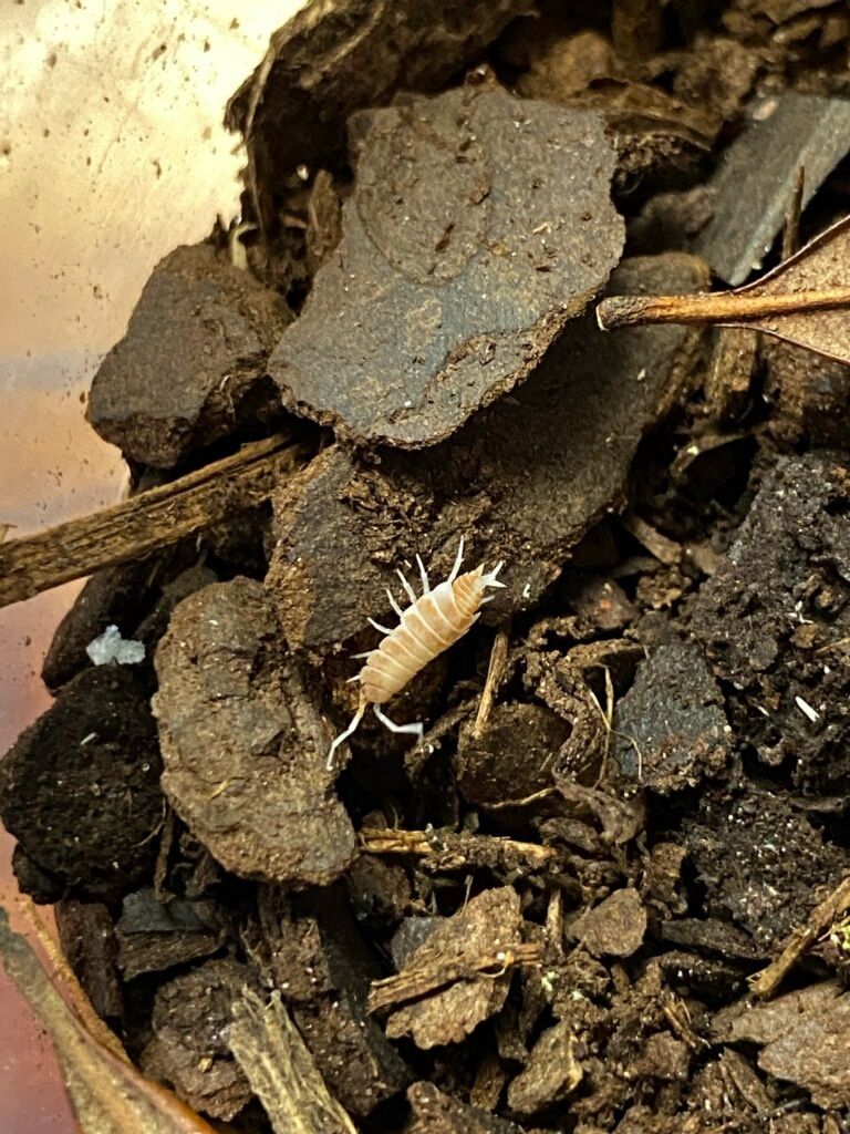 Orange Cream Isopods