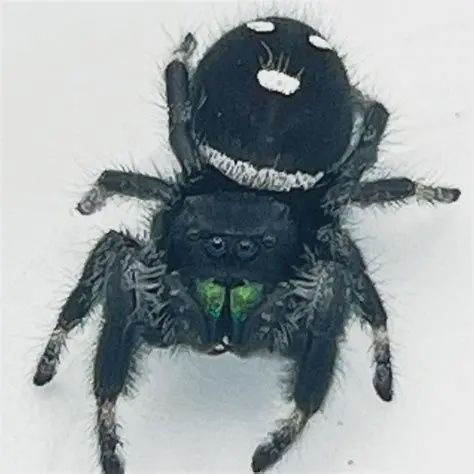 Regal Jumping Spiders
