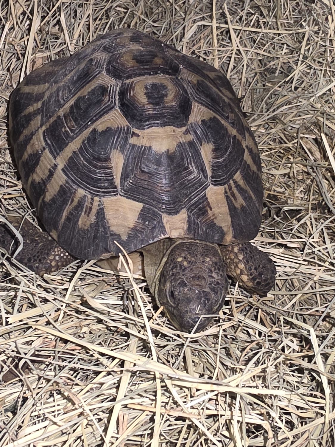 Hermans  Tortoise