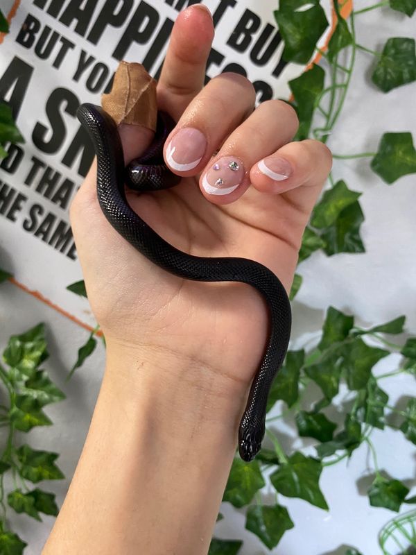 Mexican Black Kingsnake