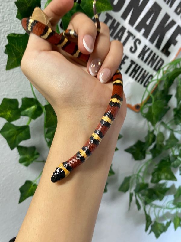Mexican Milksnake