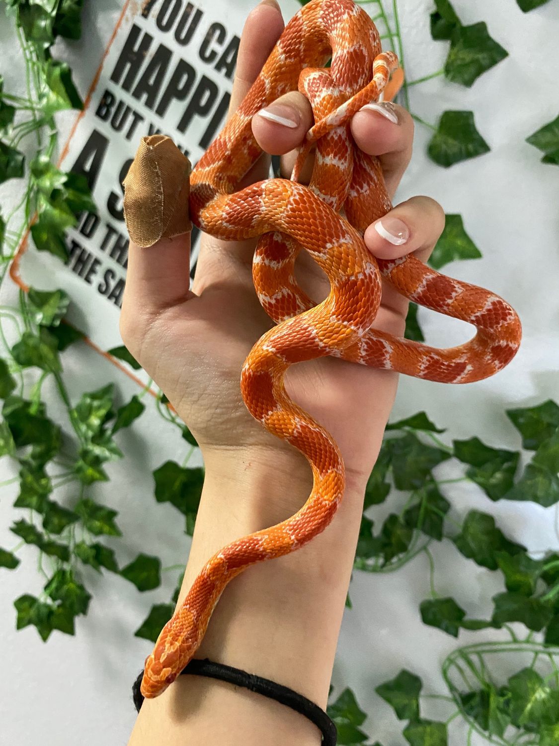 Okeetee Cornsnake