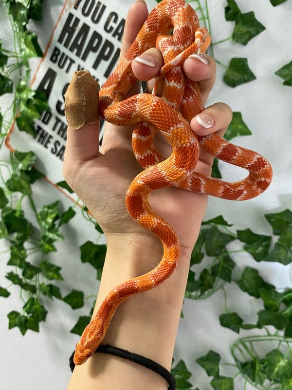 Okeetee Cornsnake