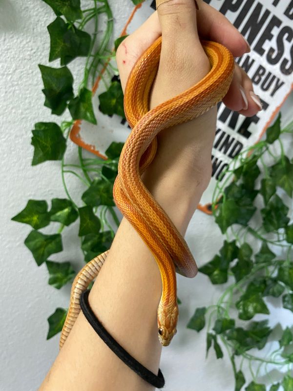 Corn snake, assorted morph